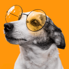 Köpek